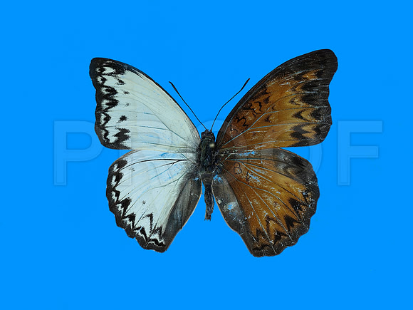 Gynandromorph, Cymothoe caenis (JPEG)