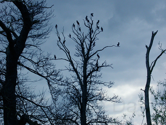 Cormorant Roost