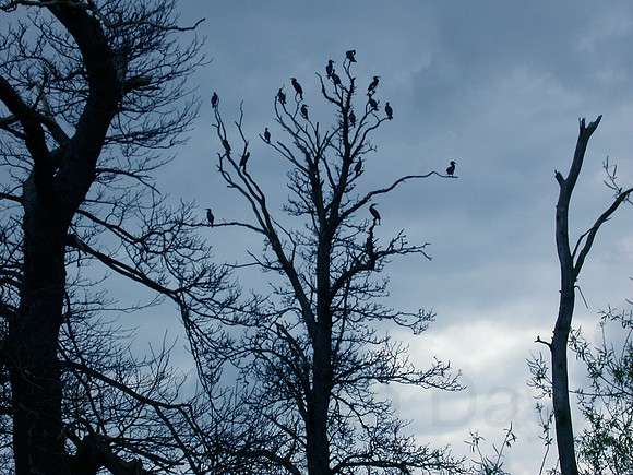 Cormorant Roost