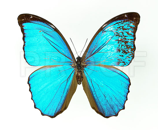 Gynandromorph - Morpho menelaus  (JPEG)