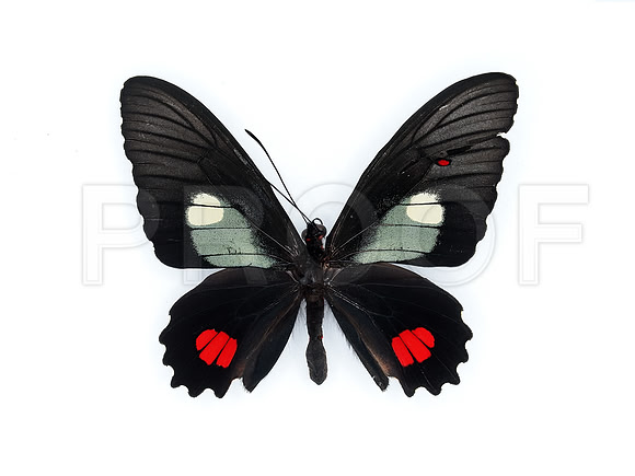 Homeotic Mutation  (JPEG)