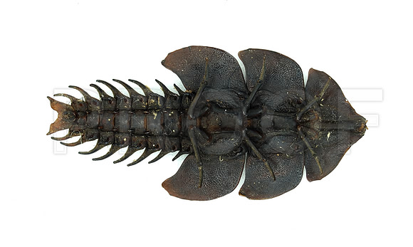 Trilobyte Larva   (TIFF)