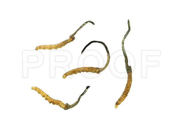 Cordyceps sinensis (TIFF)