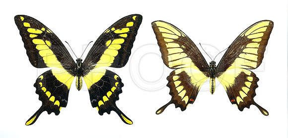 Aberration - Papilio thoas   (JPEG)