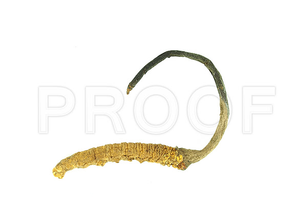 Cordyceps sinensis (TIFF)