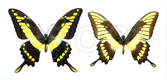 Aberration - Papilio thoas    (TIFF)